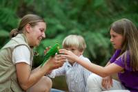 training lorikeets for a visitor-feeding in a walk through aviary